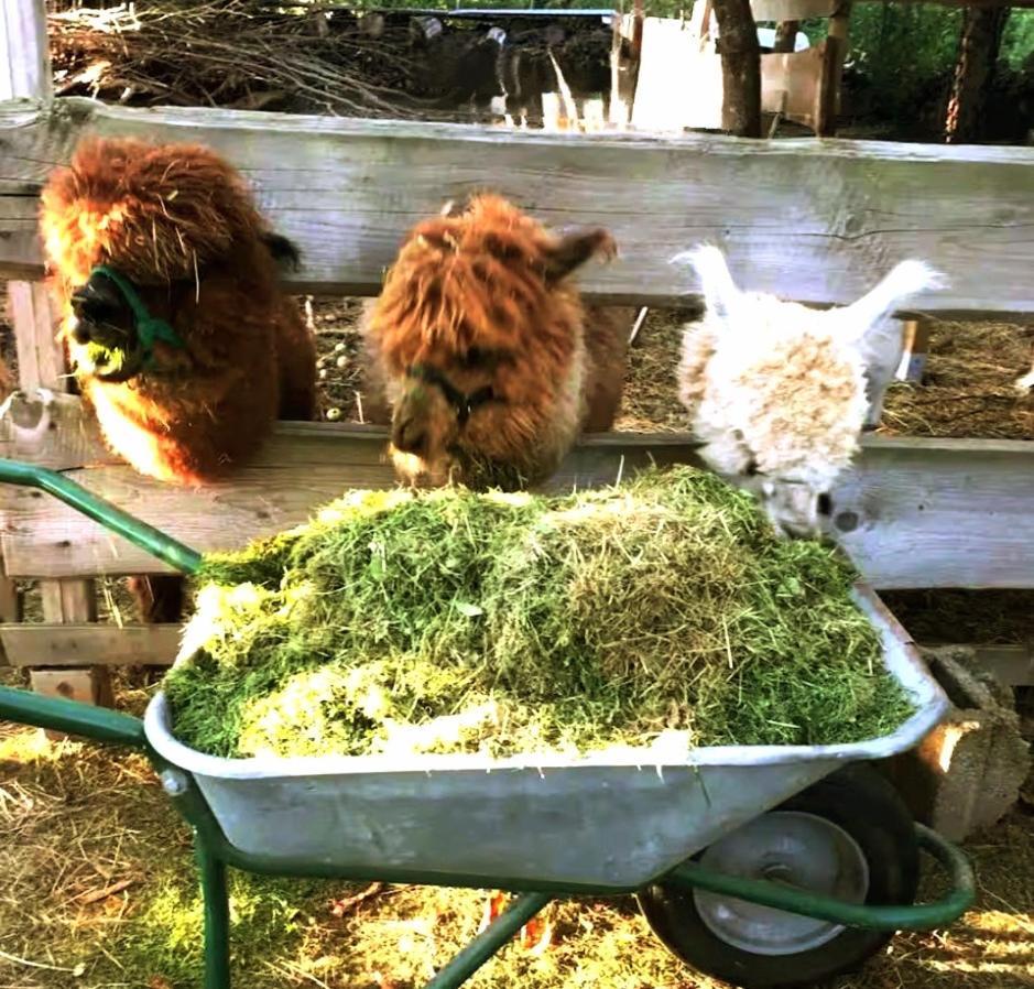 Bauernhof Gästezimmer Hortus Sandrine Gemeinschaftsbad *